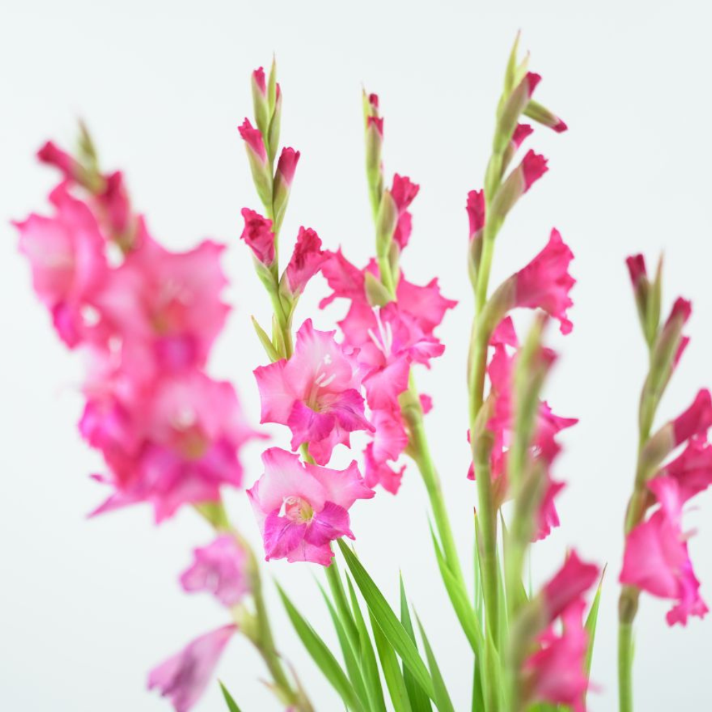 GLADIOLUS GLAMINI 'EVA' Mieczyk