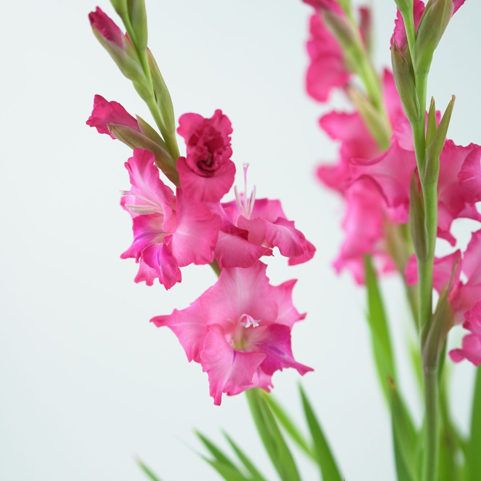 GLADIOLUS GLAMINI 'EVA' Mieczyk
