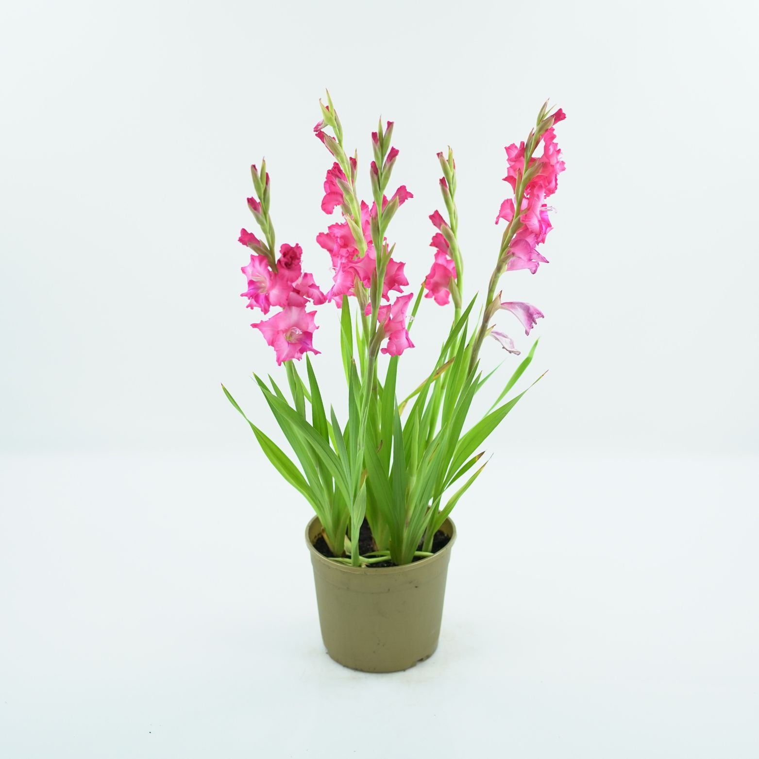 GLADIOLUS GLAMINI 'EVA' Mieczyk