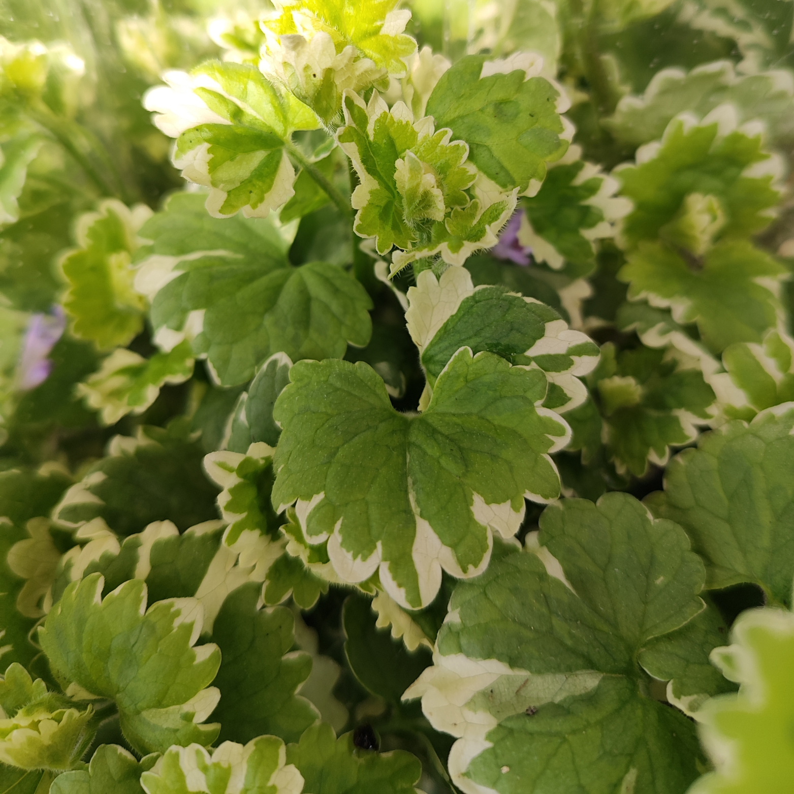 GLECHOMA HEDERACEA Bluszczyk kurdybanek