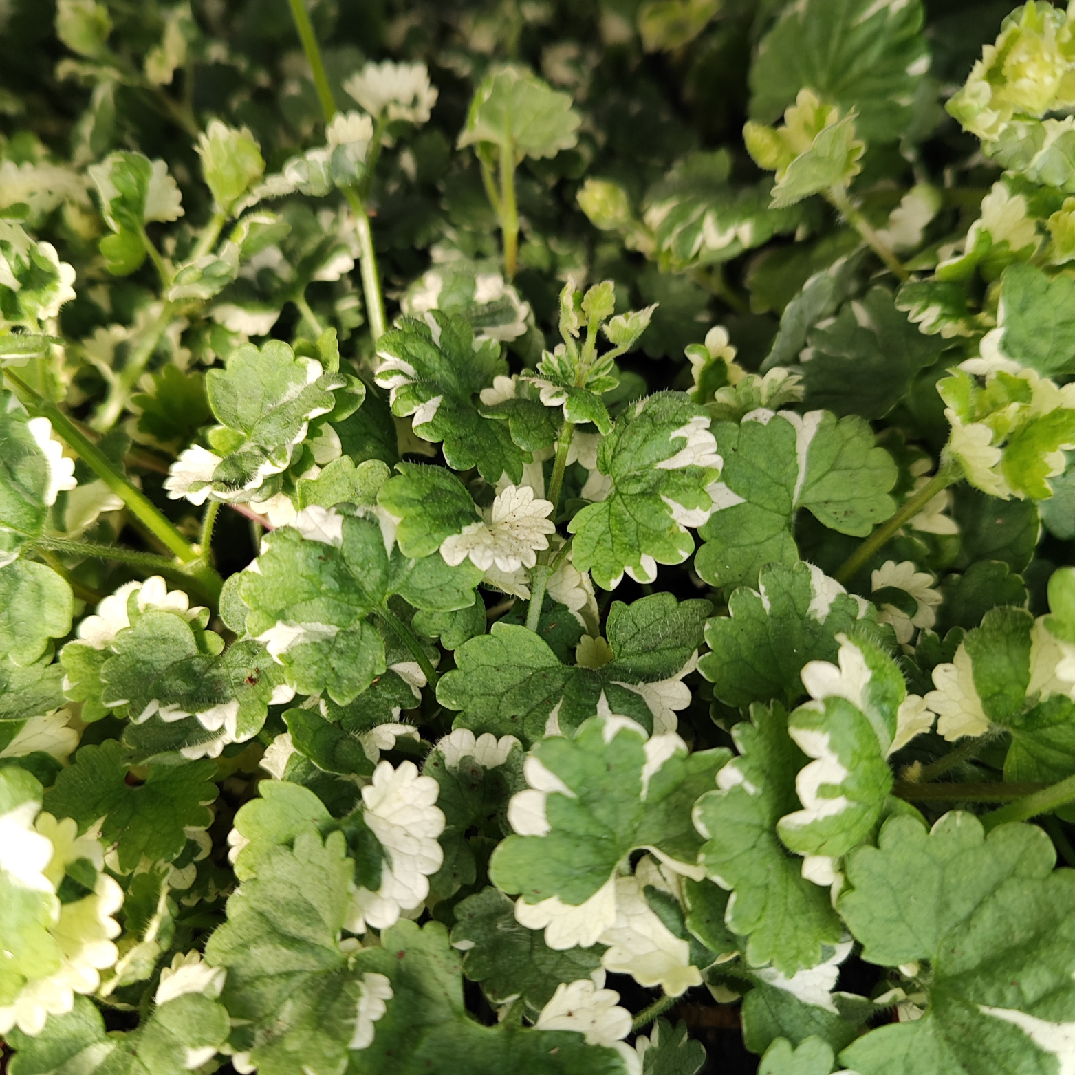 GLECHOMA HEDERACEA Bluszczyk kurdybanek