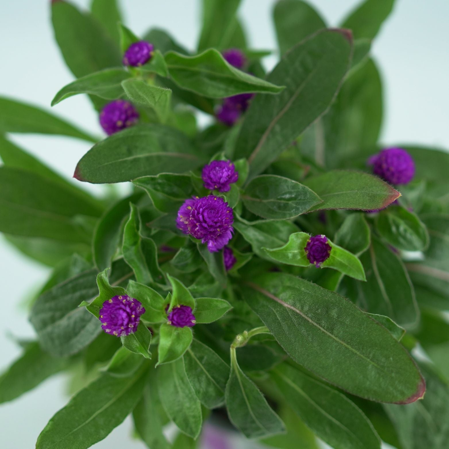 GOMPHRENA GLOBOSA 'PURPLE DOTS' Wiecznik kulisty