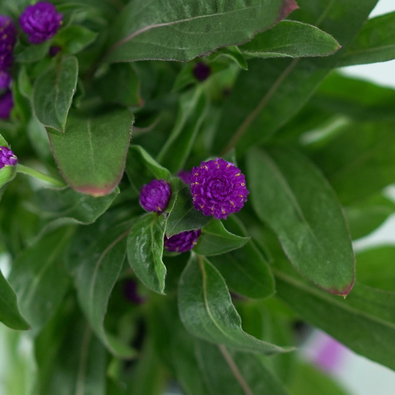 GOMPHRENA GLOBOSA 'PURPLE DOTS' Wiecznik kulisty