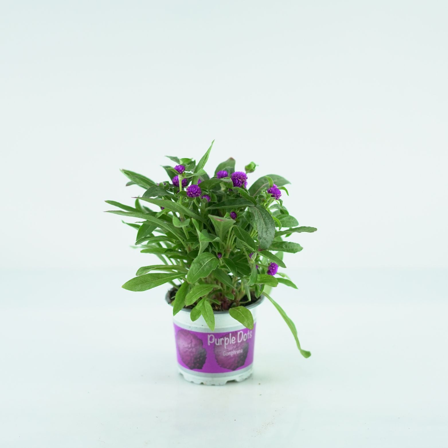 GOMPHRENA GLOBOSA 'PURPLE DOTS' Wiecznik kulisty