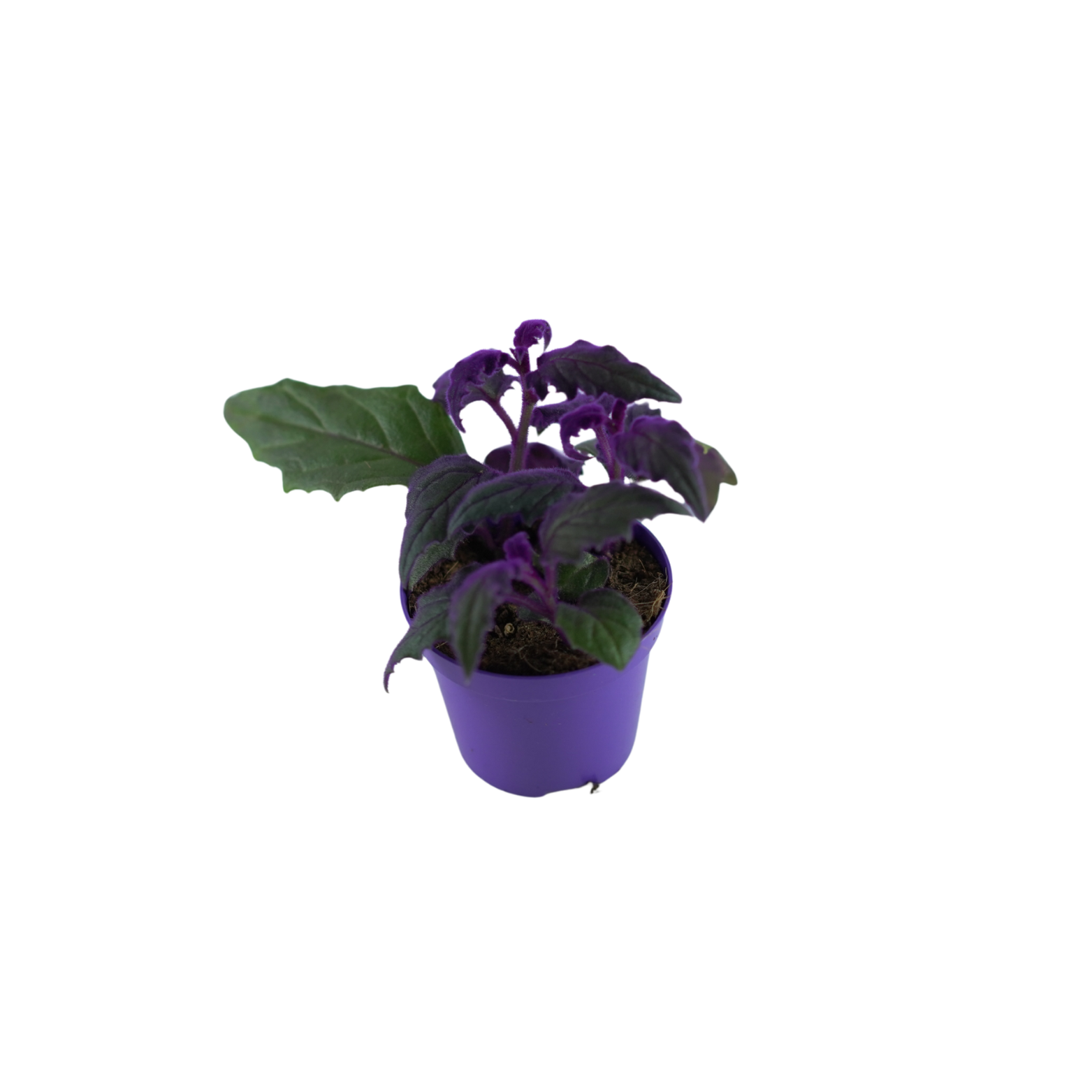 GYNURA AURANTIACA Ginura pomarańczowa