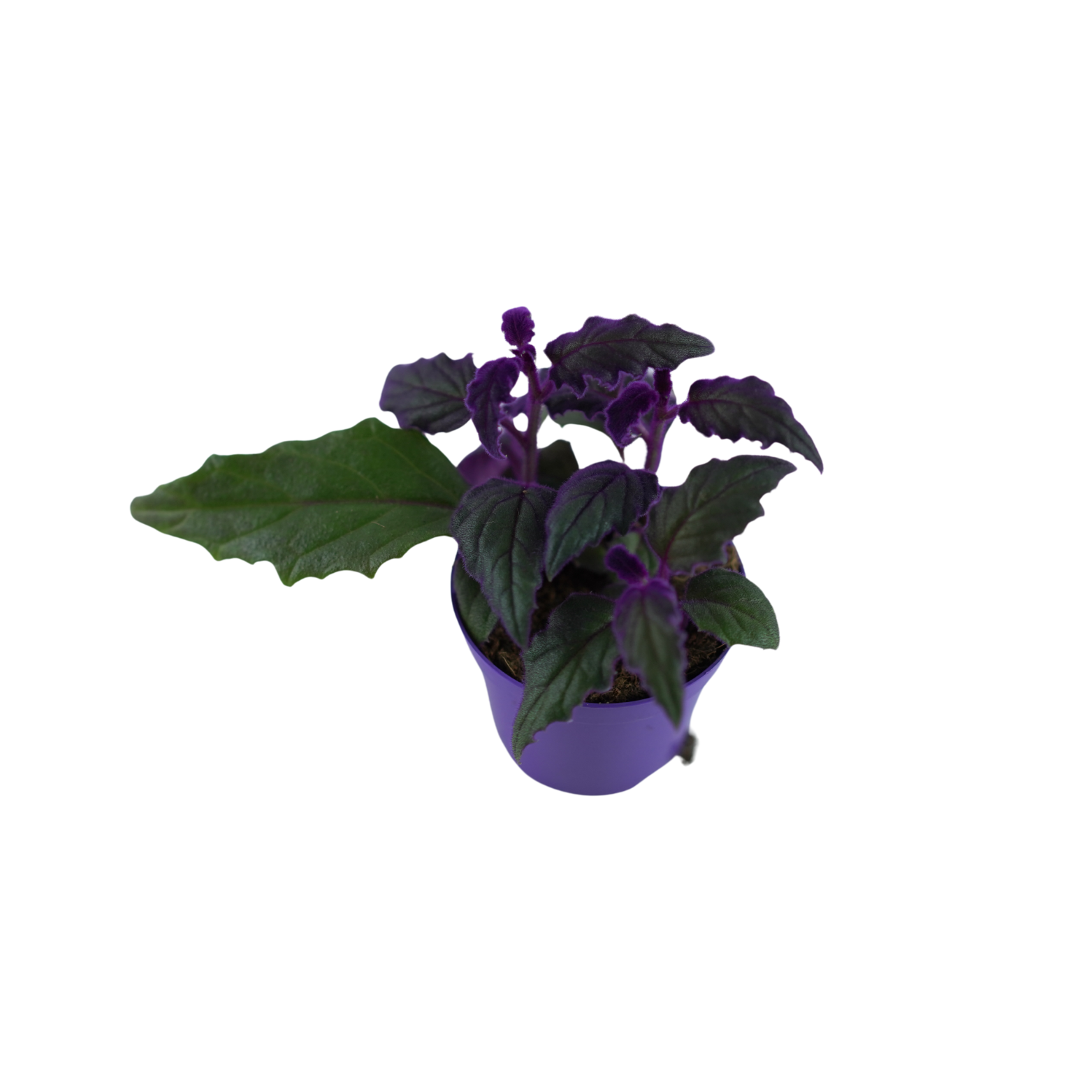 GYNURA AURANTIACA Ginura pomarańczowa