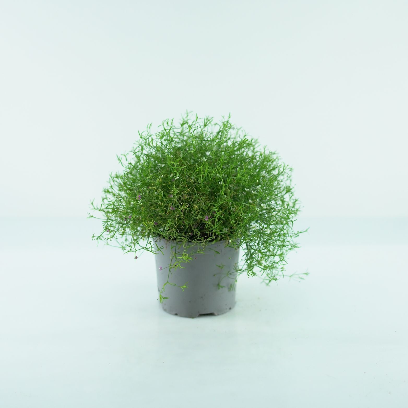 GYPSOPHILA Gipsówka polna