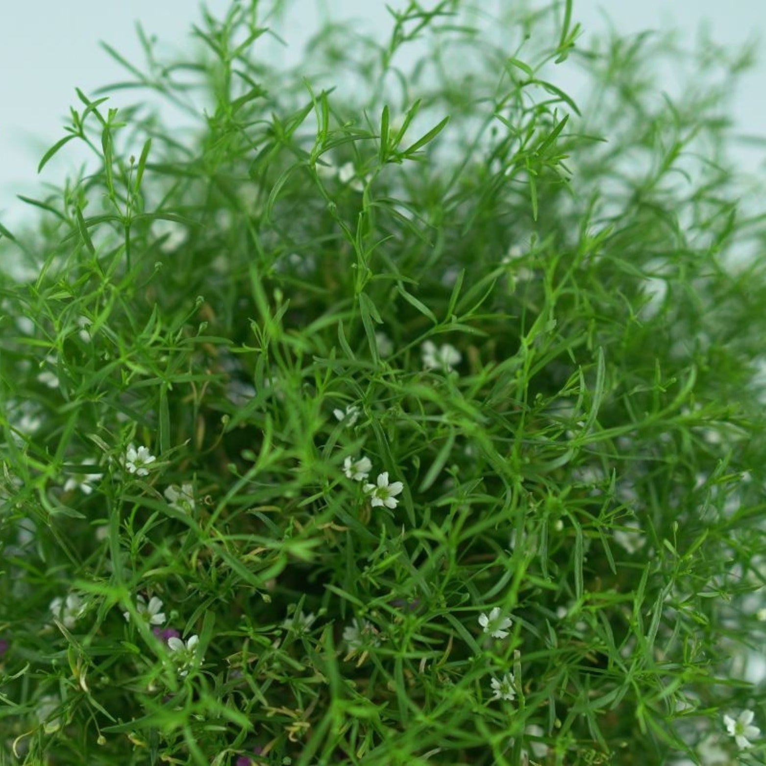 GYPSOPHILA Gipsówka polna