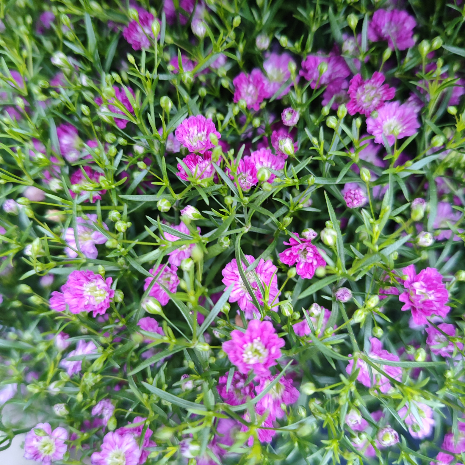 GYPSOPHILA Gipsówka polna