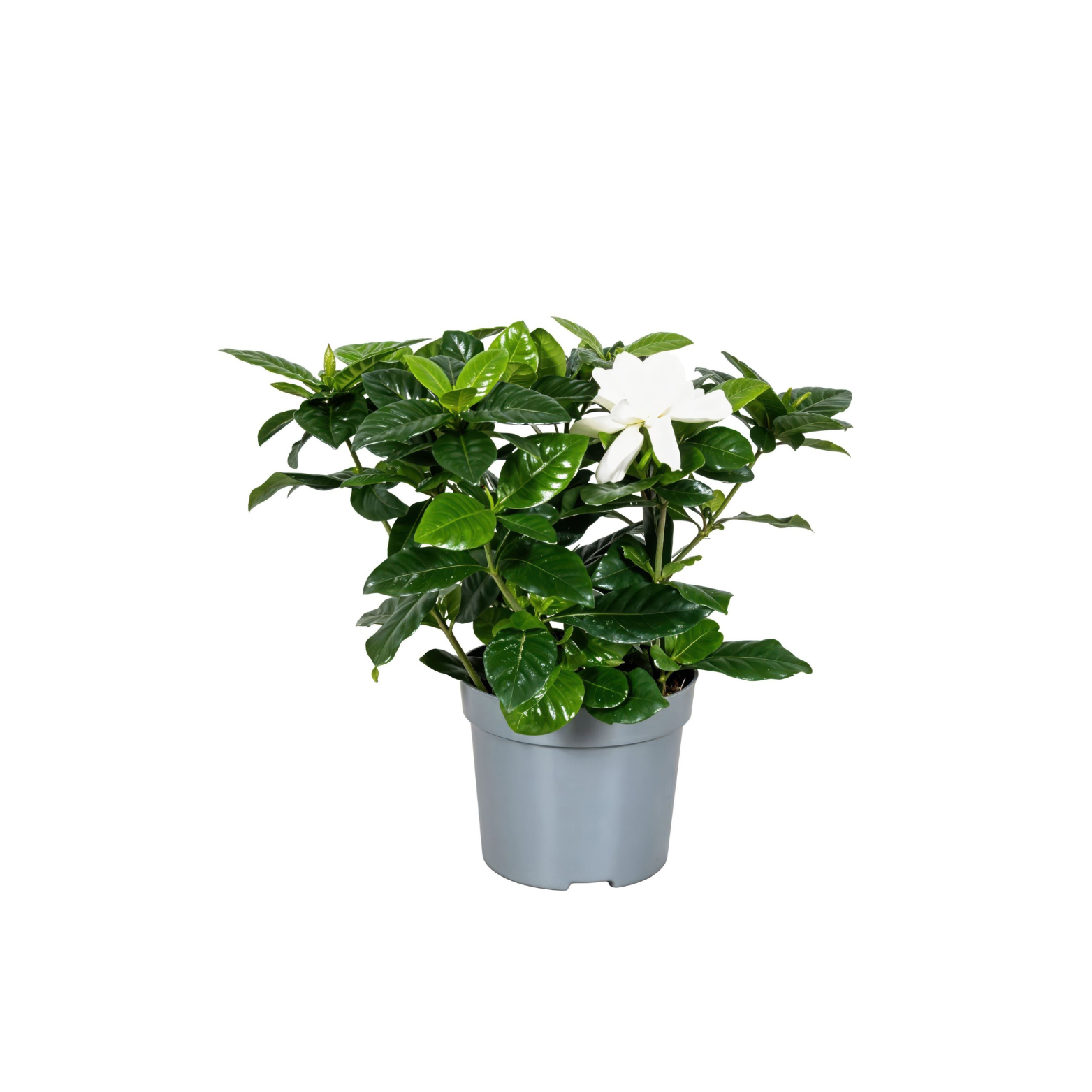 GARDENIA JASMINOIDES Gardenia jaśminowata