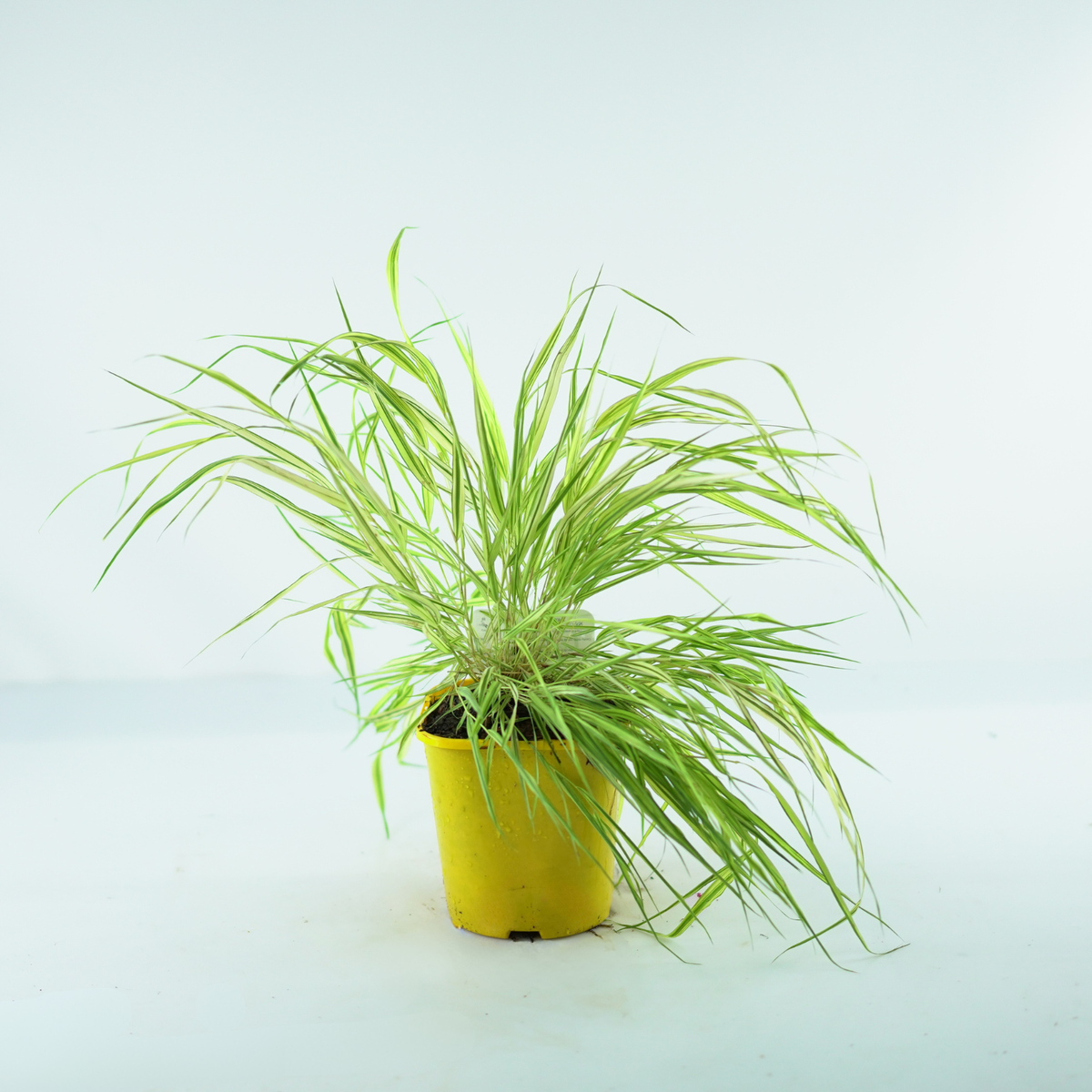 HAKONECHLOA MACRA 'Aureola' Hakonechloa smukła