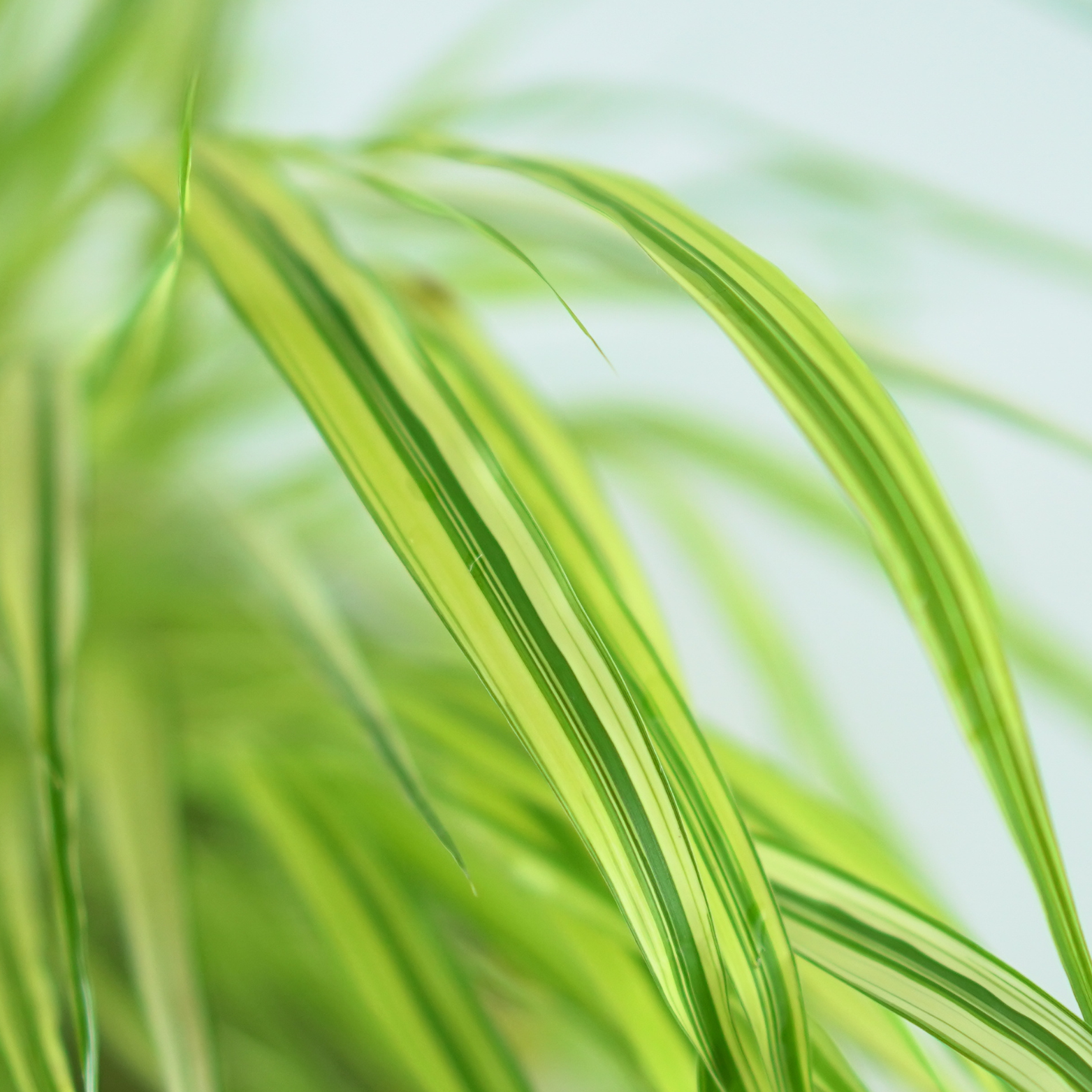 HAKONECHLOA MACRA 'Aureola' Hakonechloa smukła