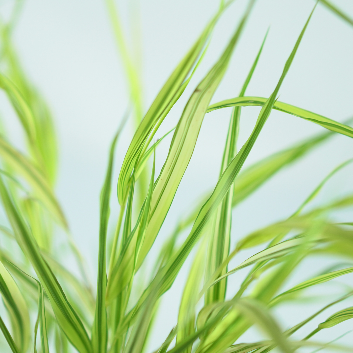 HAKONECHLOA MACRA 'Aureola' Hakonechloa smukła