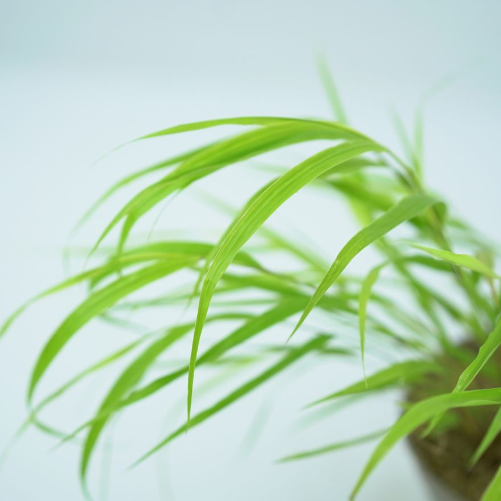 HAKONECHLOA MACRA 'ALL GOLD' Hakonechloa smukła