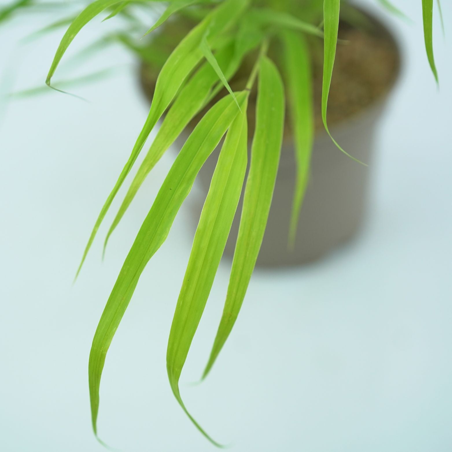 HAKONECHLOA MACRA 'ALL GOLD' Hakonechloa smukła