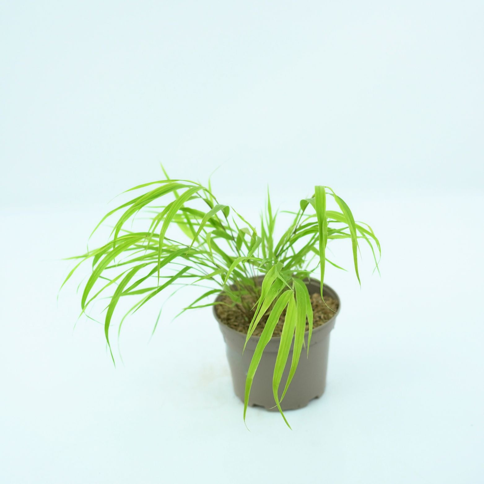 HAKONECHLOA MACRA 'ALL GOLD' Hakonechloa smukła