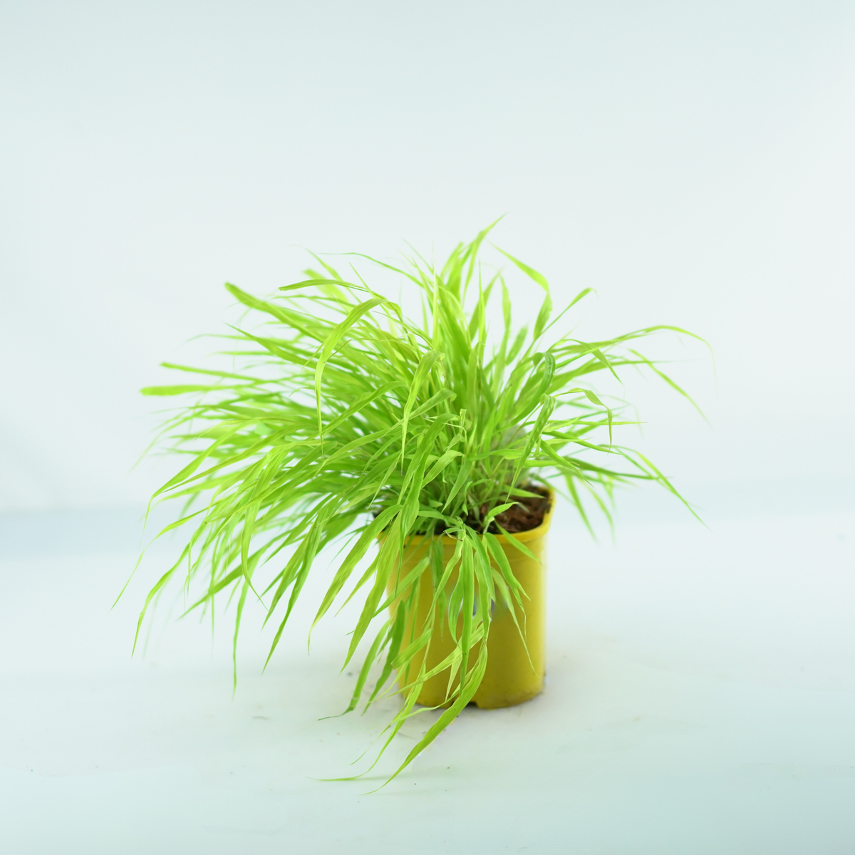 HAKONECHLOA MACRA 'ALL GOLD' Hakonechloa smukła
