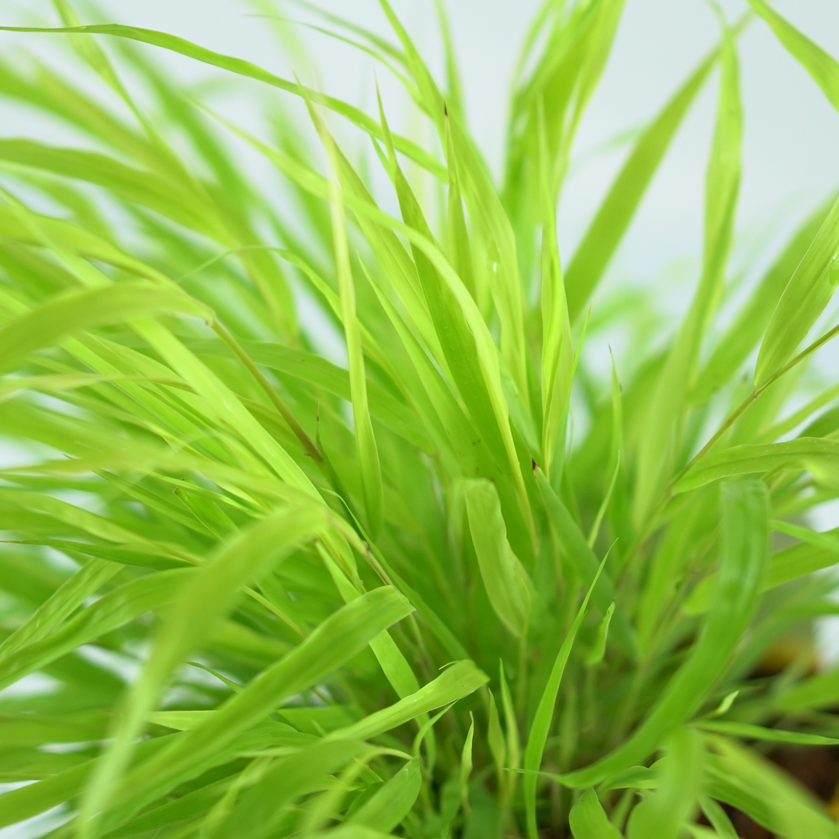 HAKONECHLOA MACRA 'ALL GOLD' Hakonechloa smukła