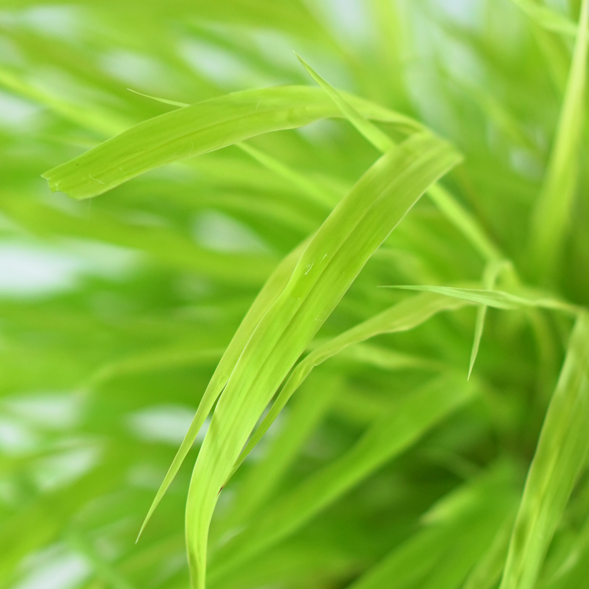 HAKONECHLOA MACRA 'ALL GOLD' Hakonechloa smukła