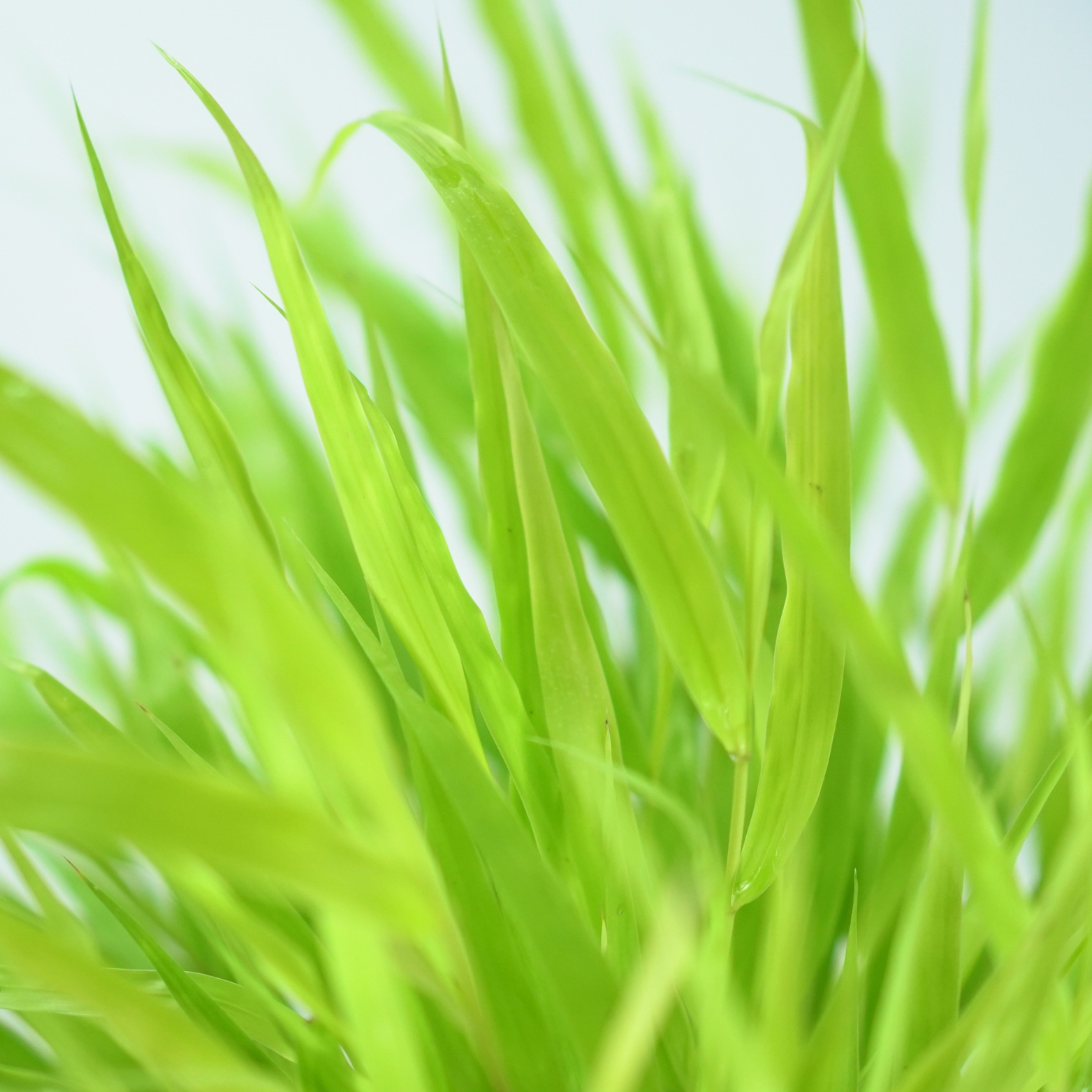 HAKONECHLOA MACRA 'ALL GOLD' Hakonechloa smukła