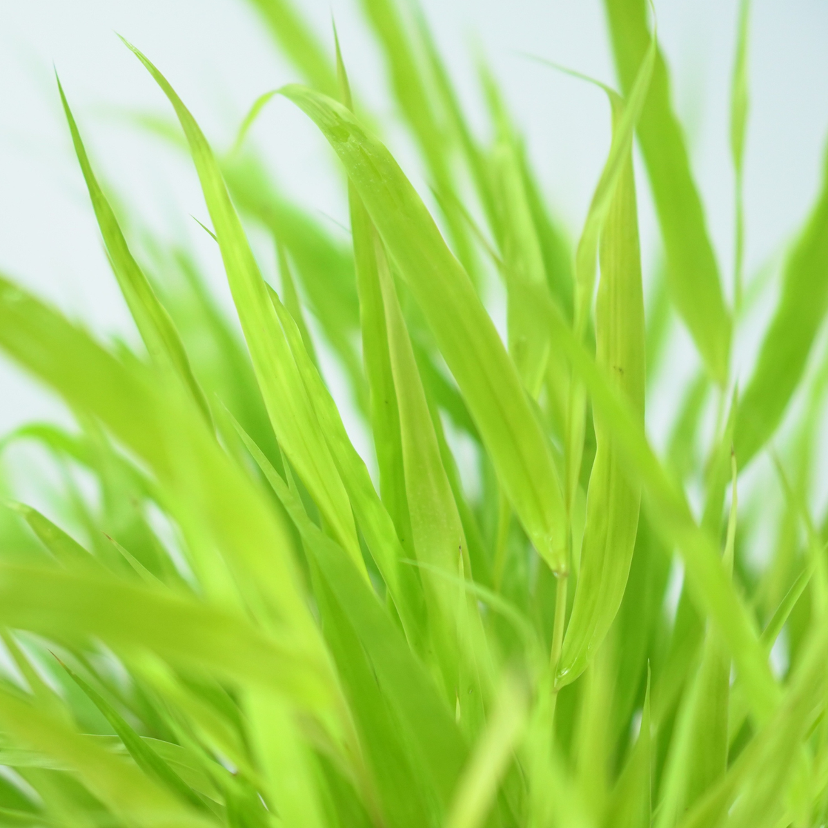 HAKONECHLOA MACRA 'ALL GOLD' Hakonechloa smukła