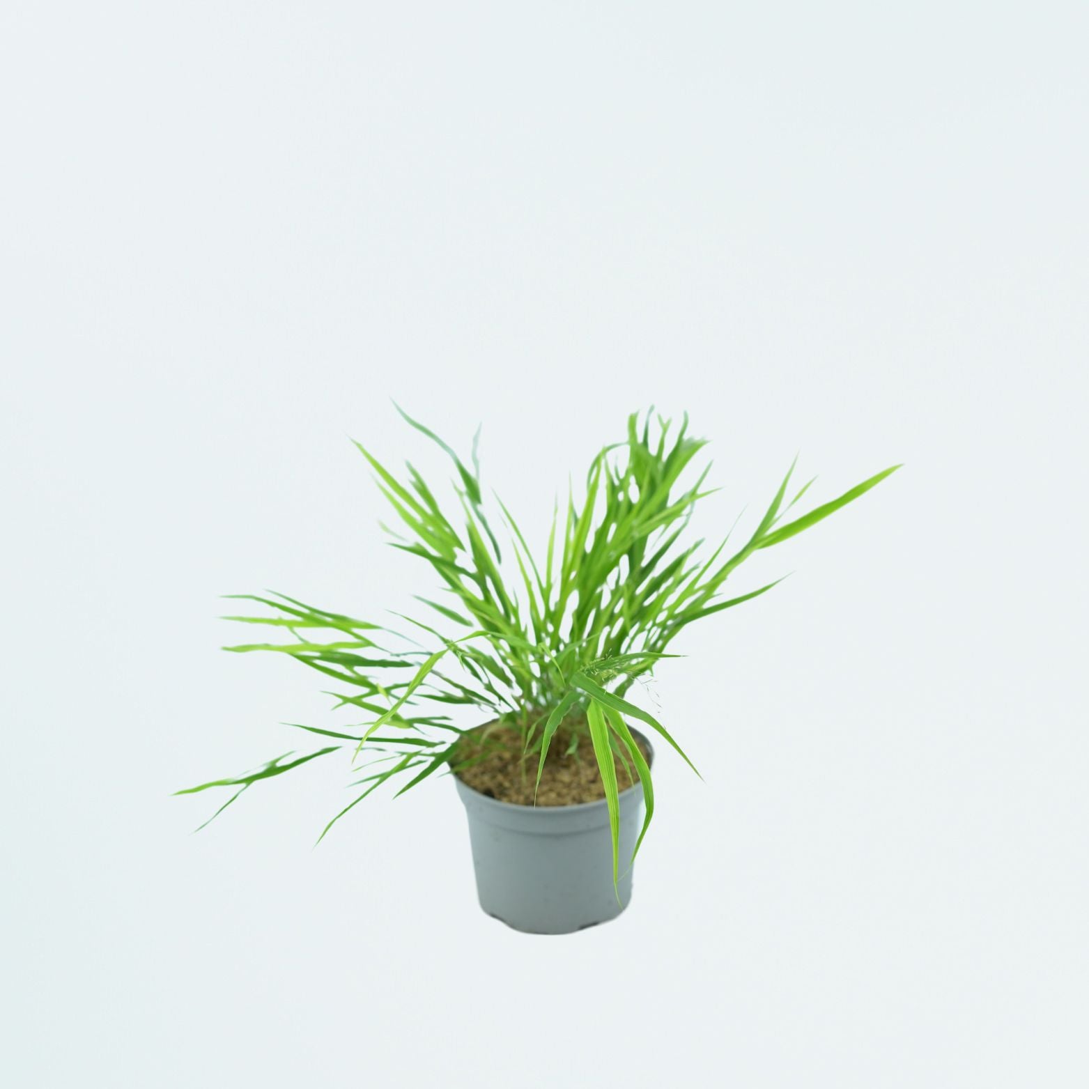 HAKONECHLOA MACRA Hakonechloa smukła