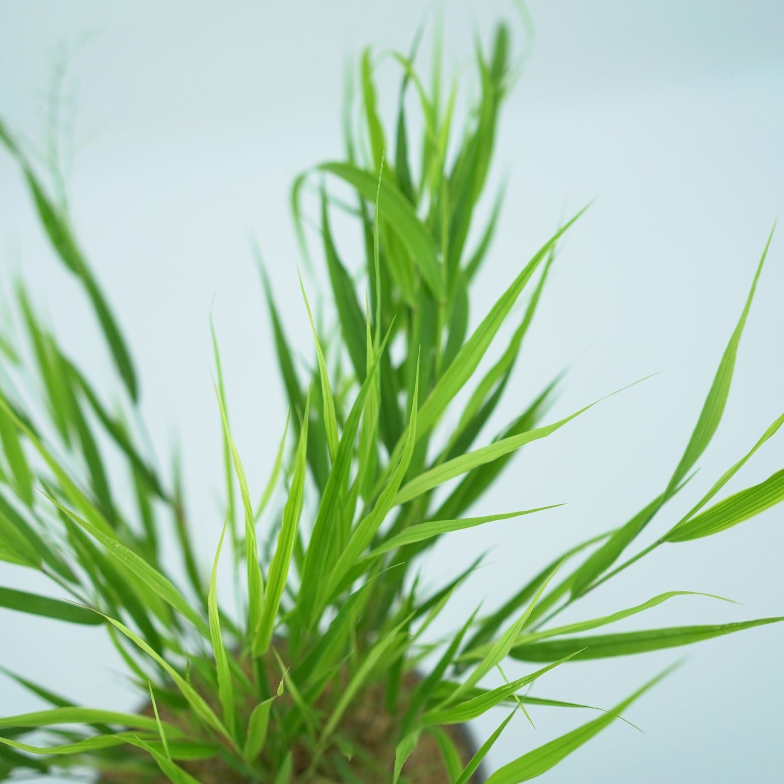 HAKONECHLOA MACRA Hakonechloa smukła