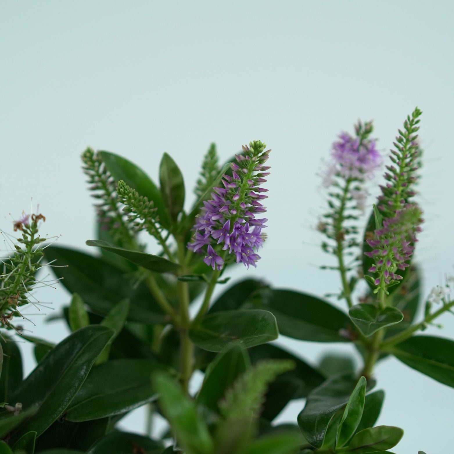 HEBE ADDENDA 'Donna Pink' Hebe