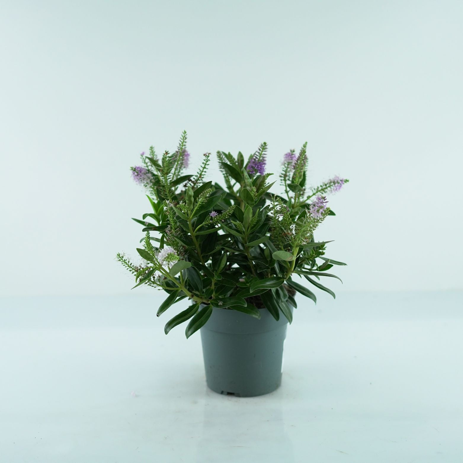 HEBE ADDENDA 'Donna Pink' Hebe