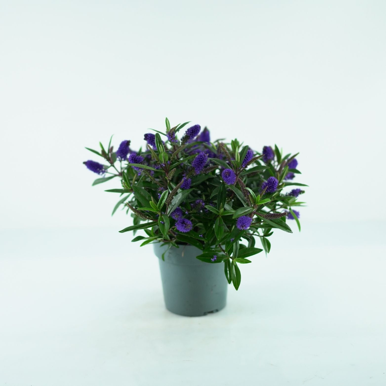 HEBE ADDENDA 'Donna Purple' Hebe