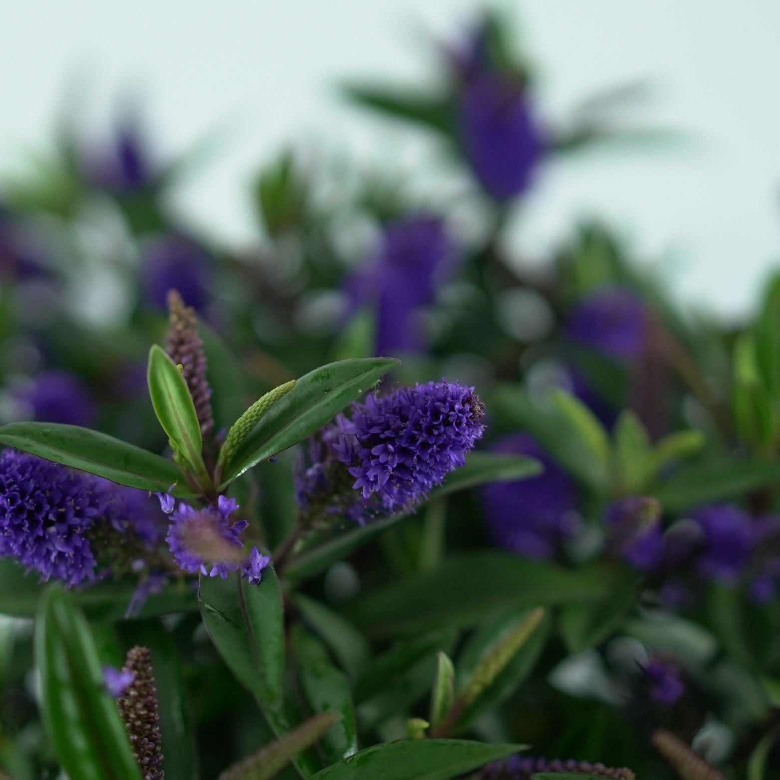 HEBE ADDENDA 'Donna Purple' Hebe