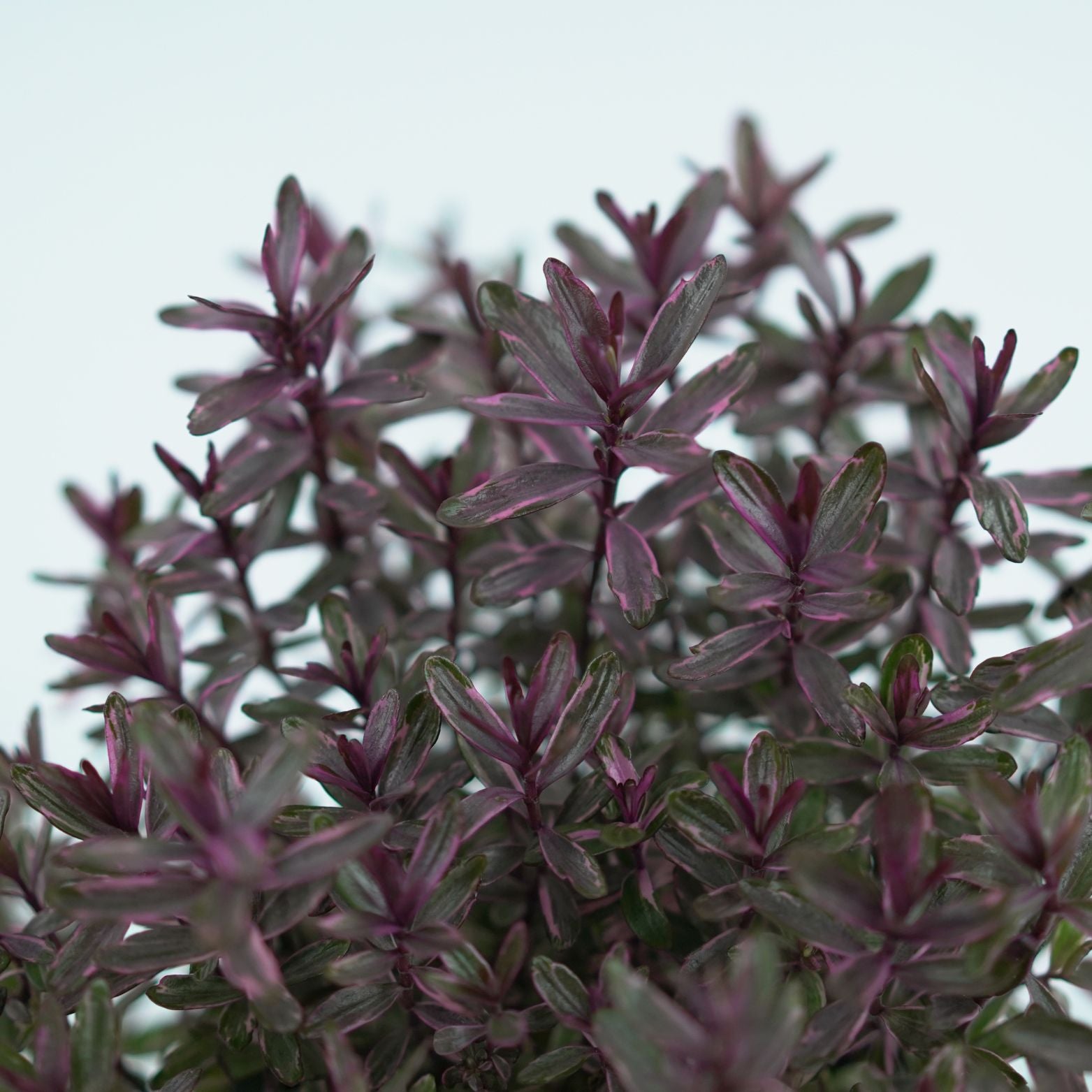 HEBE ANDERSONII 'MagicColors' Hebe