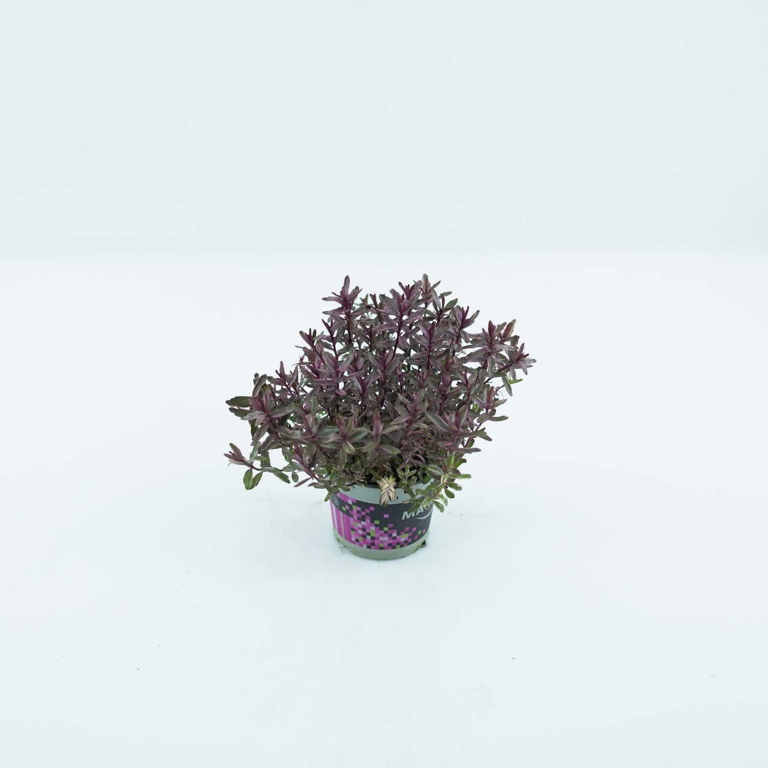 HEBE ANDERSONII 'MagicColors' Hebe
