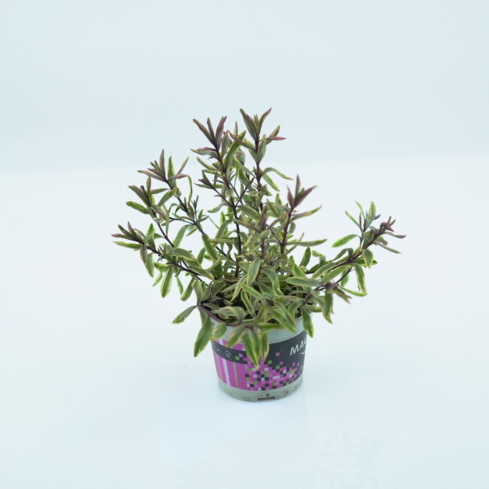 HEBE ANDERSONII 'MagicColors' Hebe