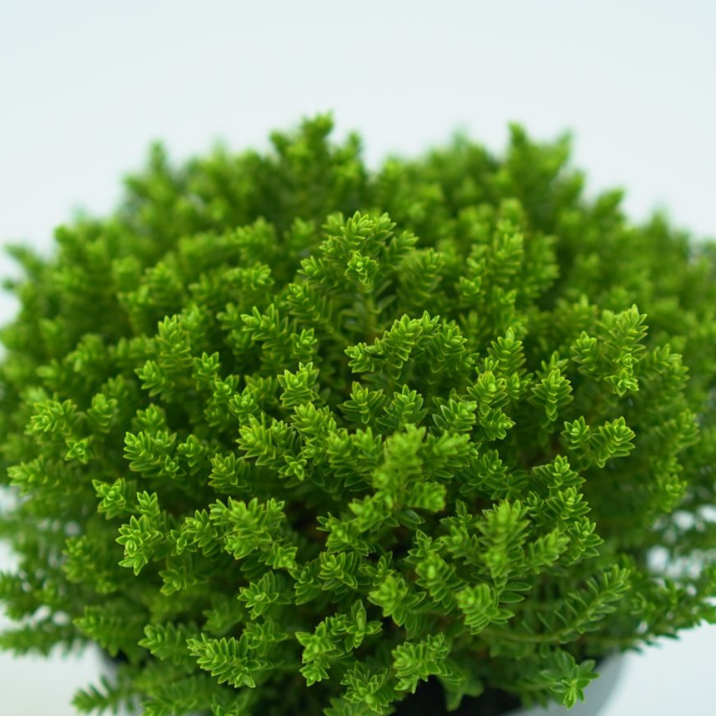 HEBE 'EMERALD GREEN' Hebe