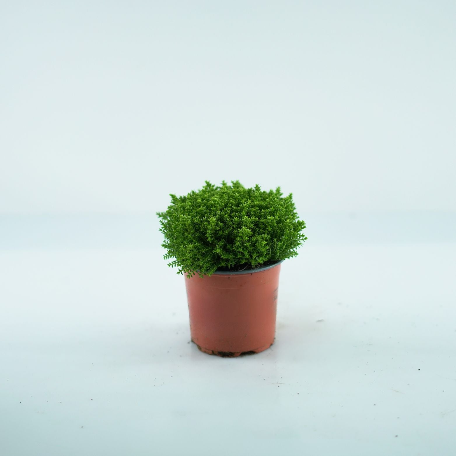 HEBE 'EMERALD GREEN' Hebe