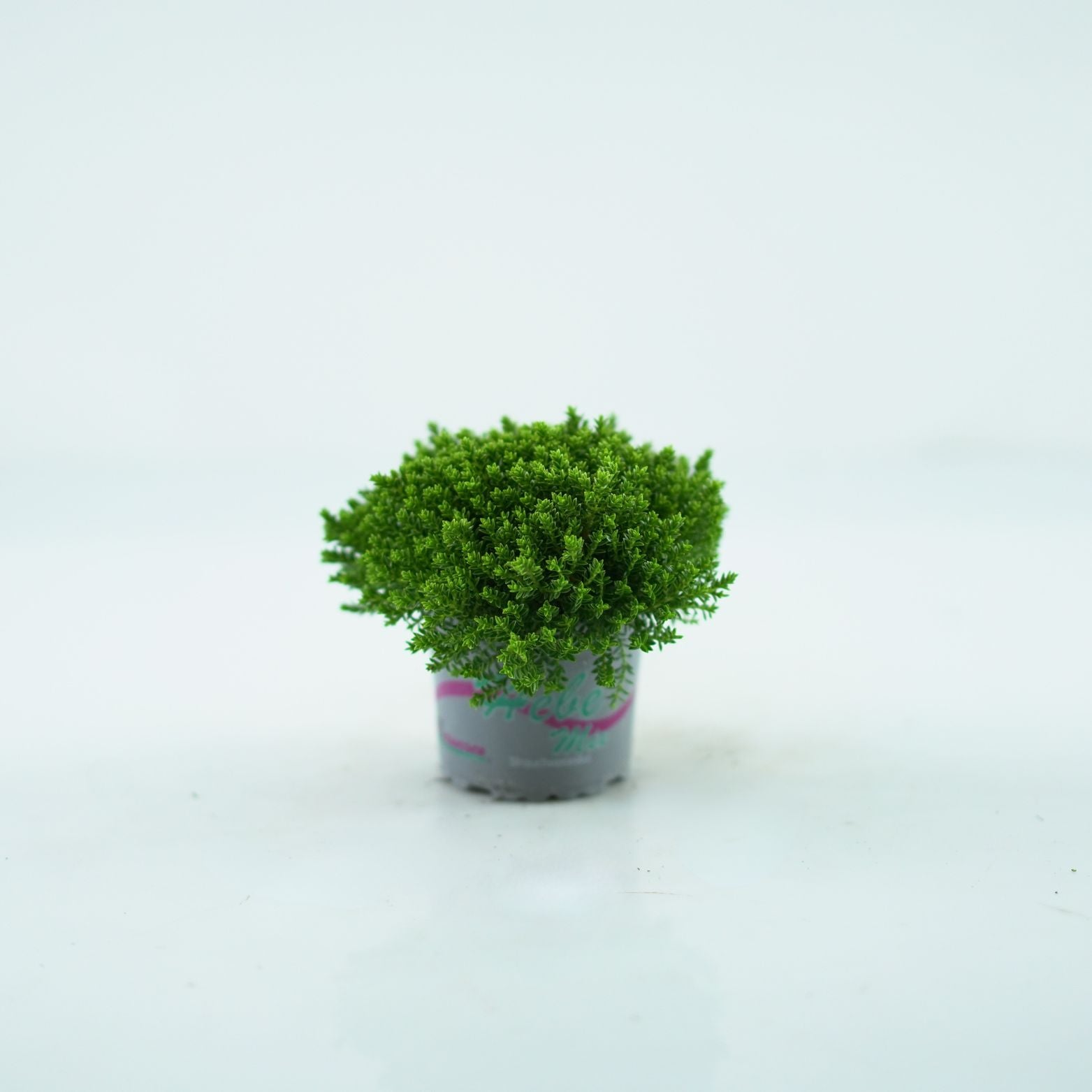 HEBE 'EMERALD GREEN' Hebe
