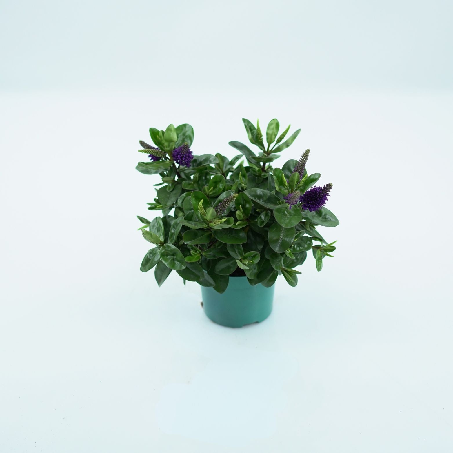 HEBE HEBEDONNA 'ALEXA' Hebe