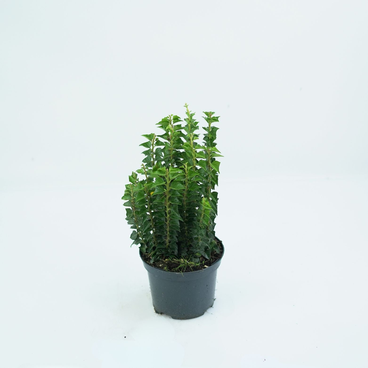 HEDERA HELIX 'ERECTA' Bluszcz pospolity