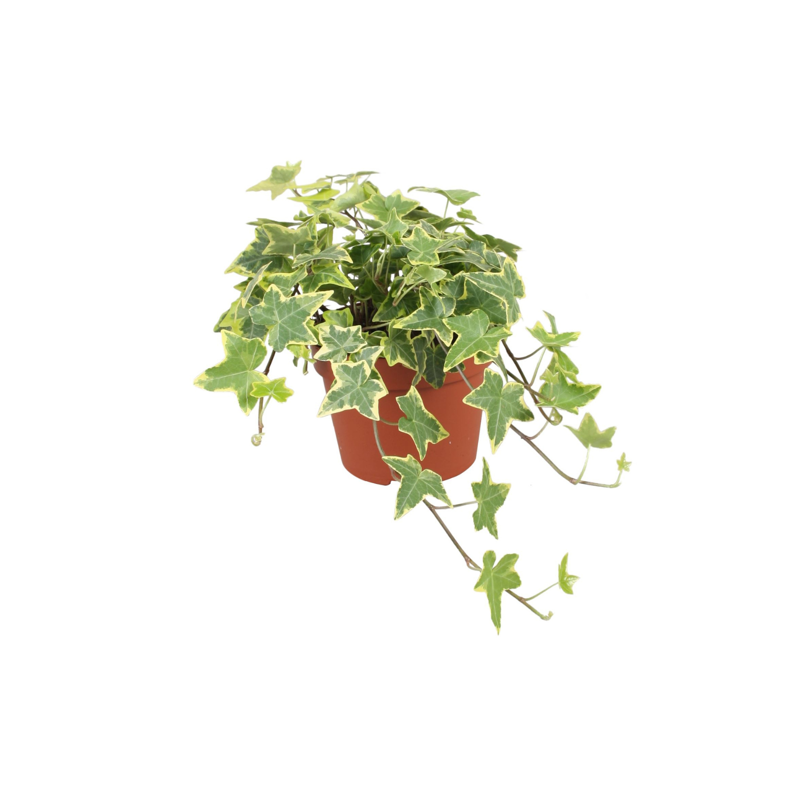 HEDERA HELIX 'GOLDCHILD' Bluszcz pospolity
