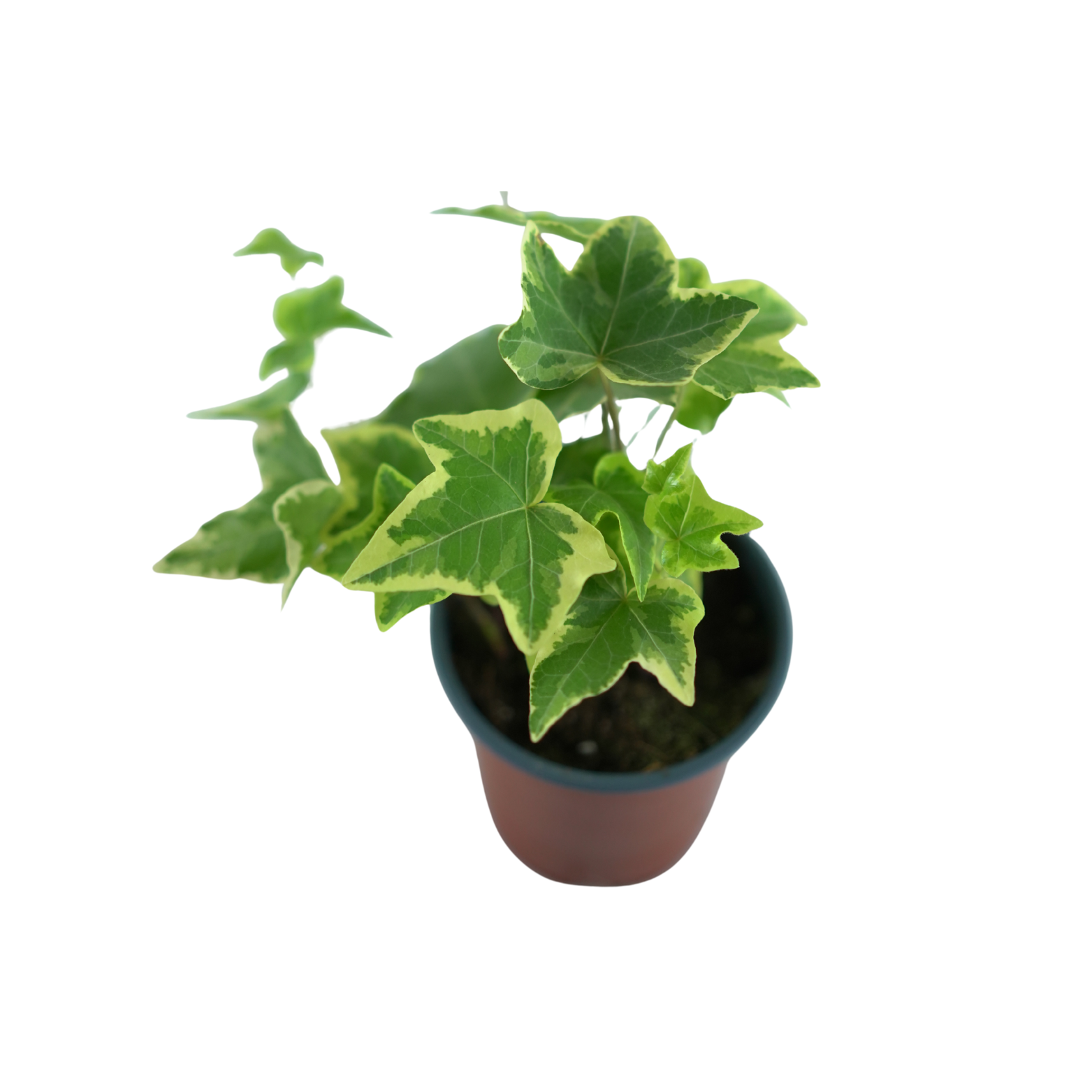 HEDERA HELIX 'GOLDCHILD' Bluszcz pospolity