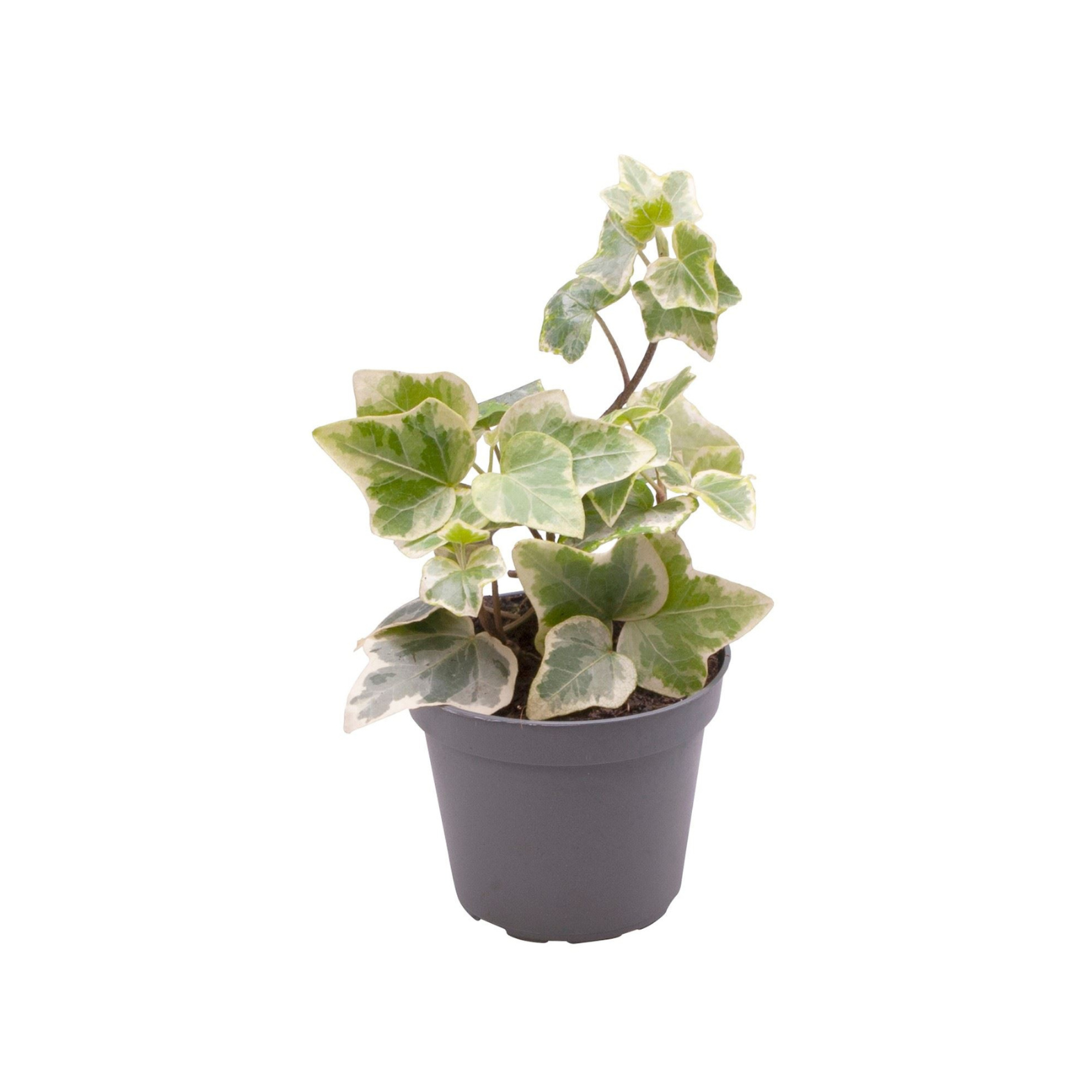 HEDERA HELIX VARIEGATED Bluszcz pospolity