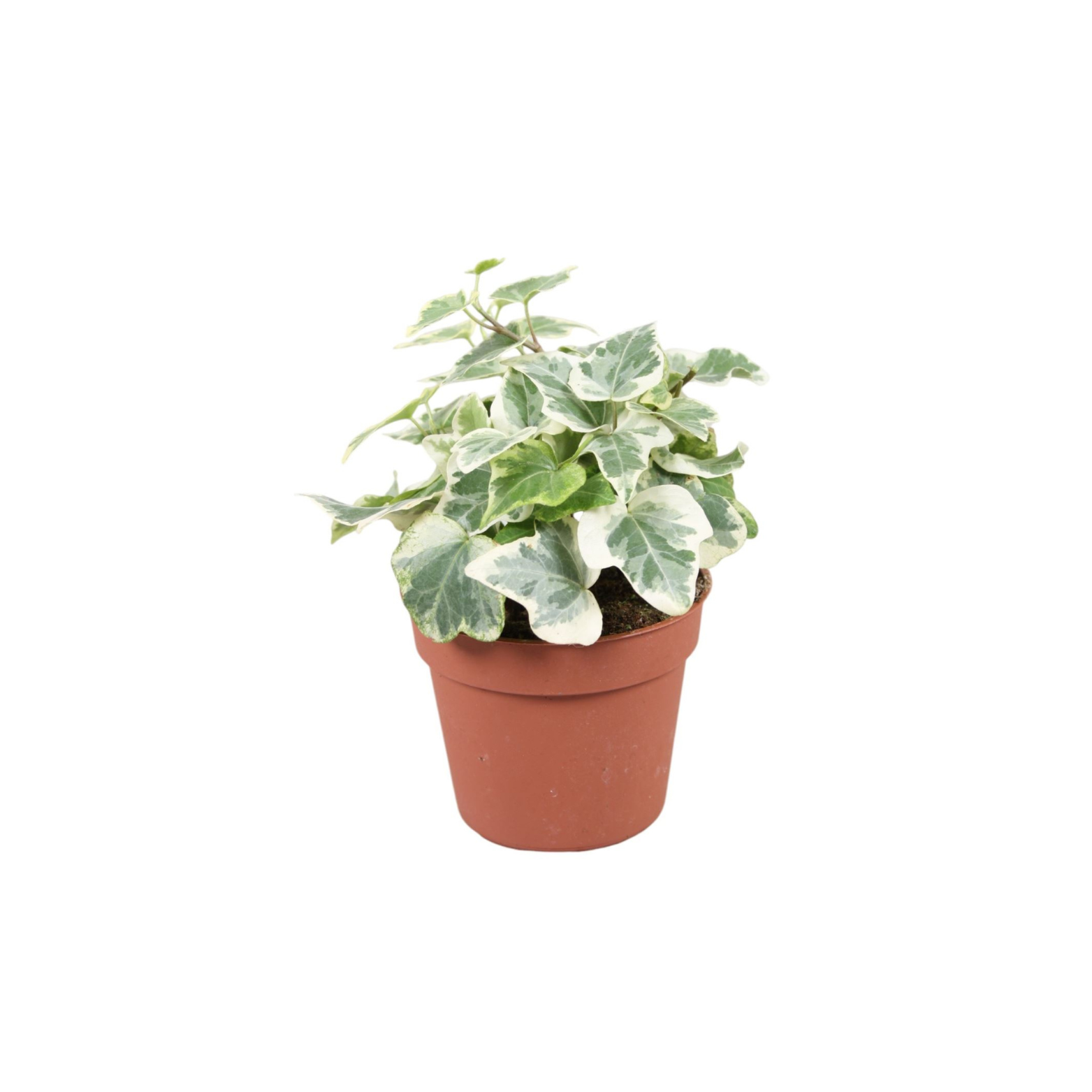 HEDERA HELIX 'WHITE WONDER' Bluszcz pospolity