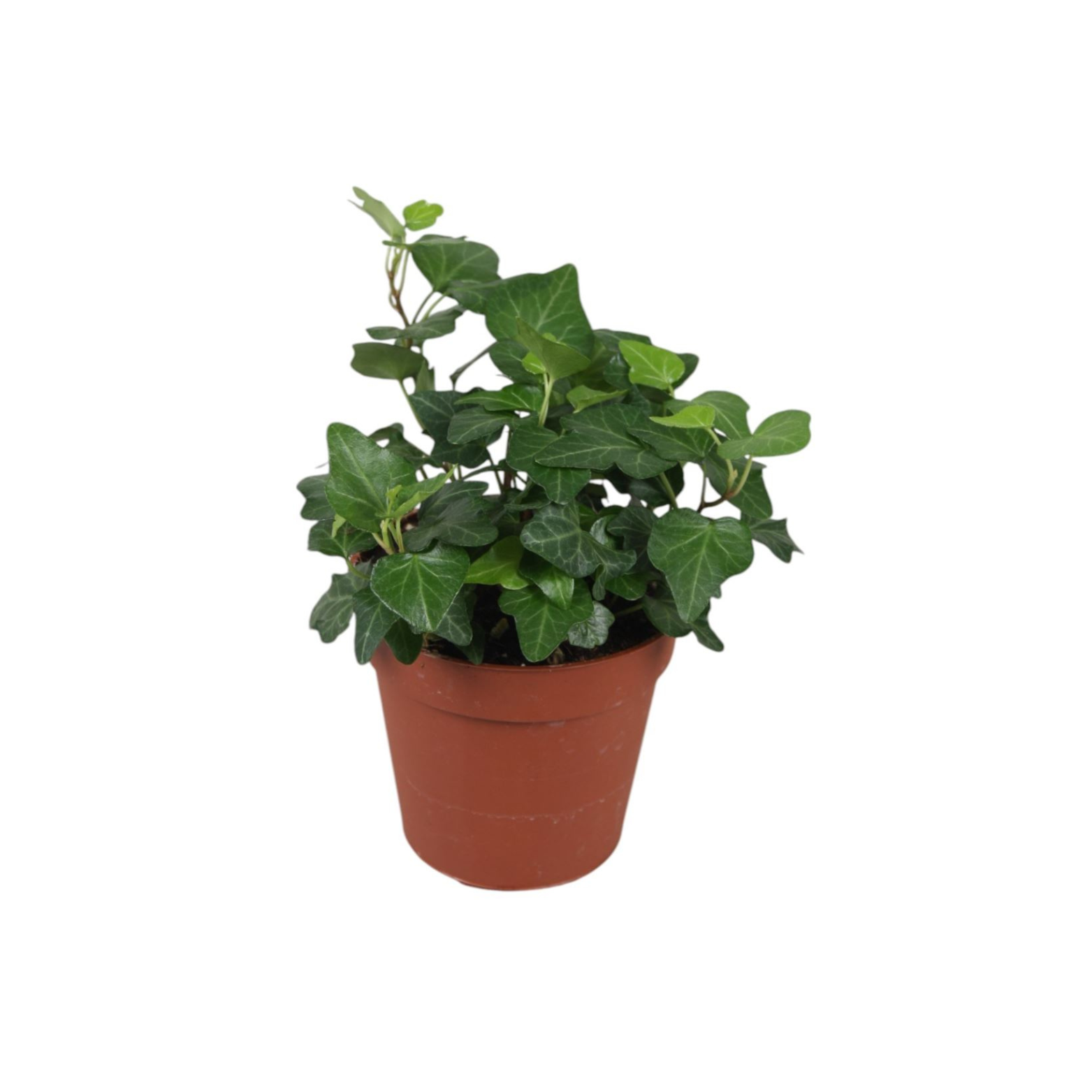 HEDERA HELIX 'WONDER' Bluszcz pospolity