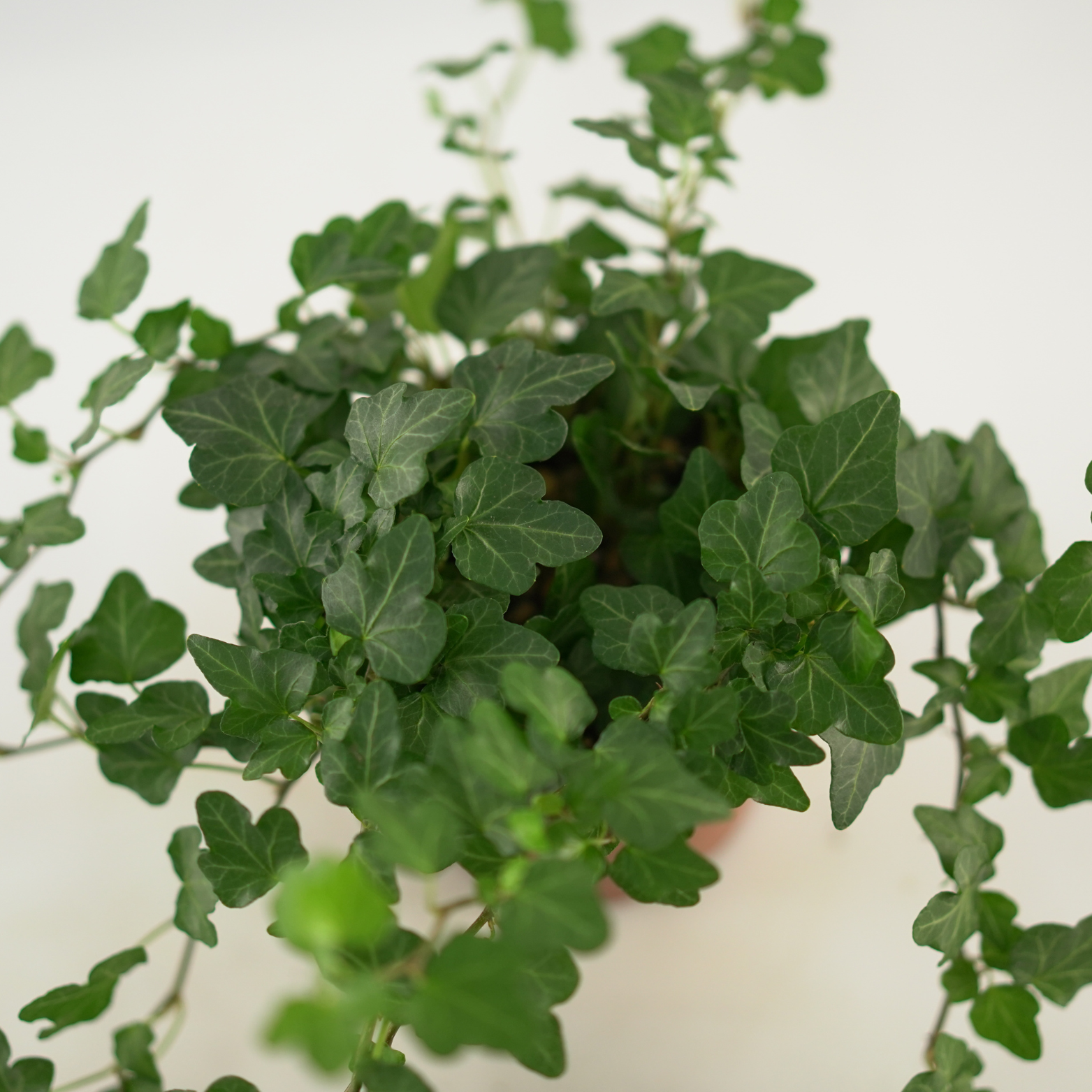 HEDERA HELIX 'WONDER' Bluszcz pospolity