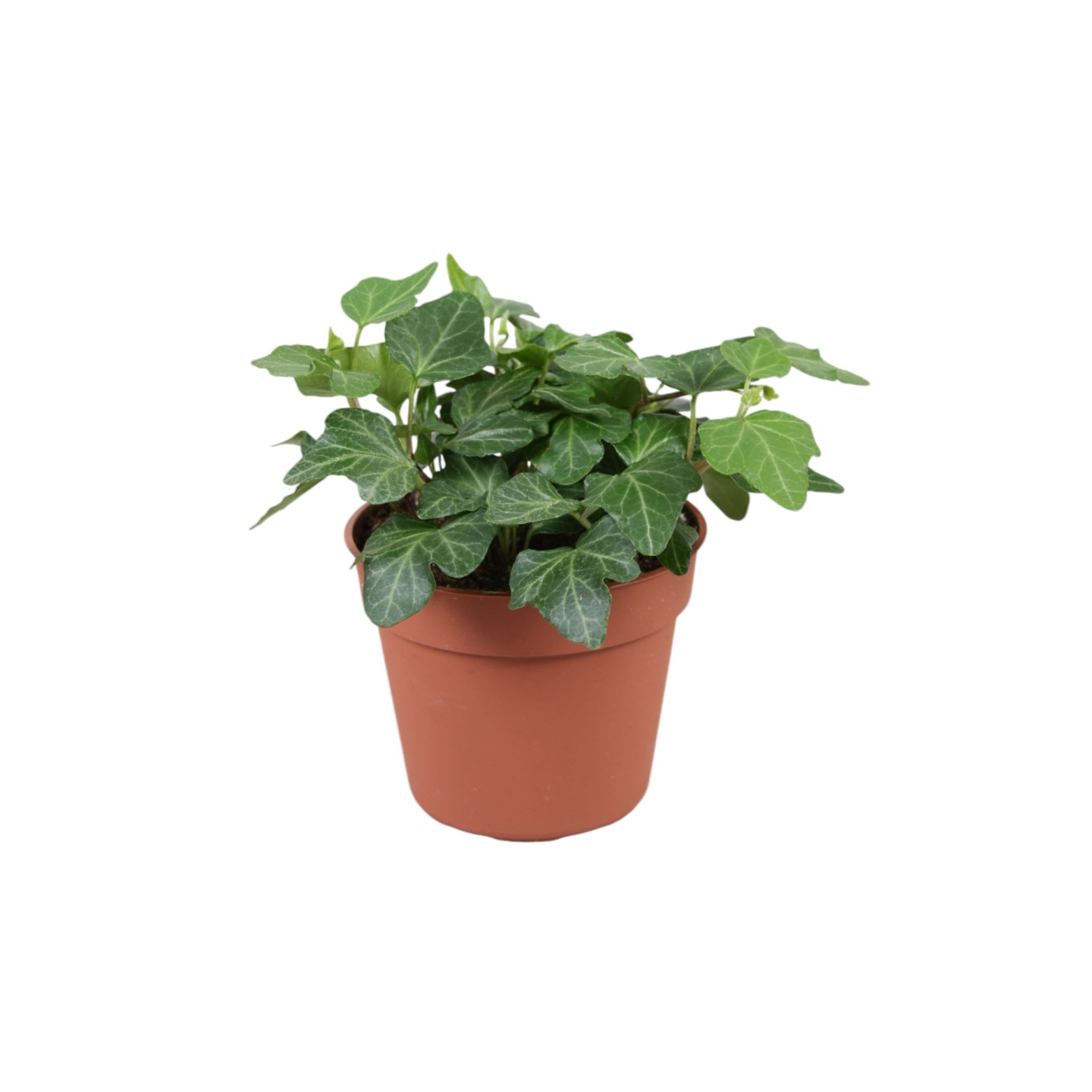 HEDERA HELIX 'WONDER' Bluszcz pospolity