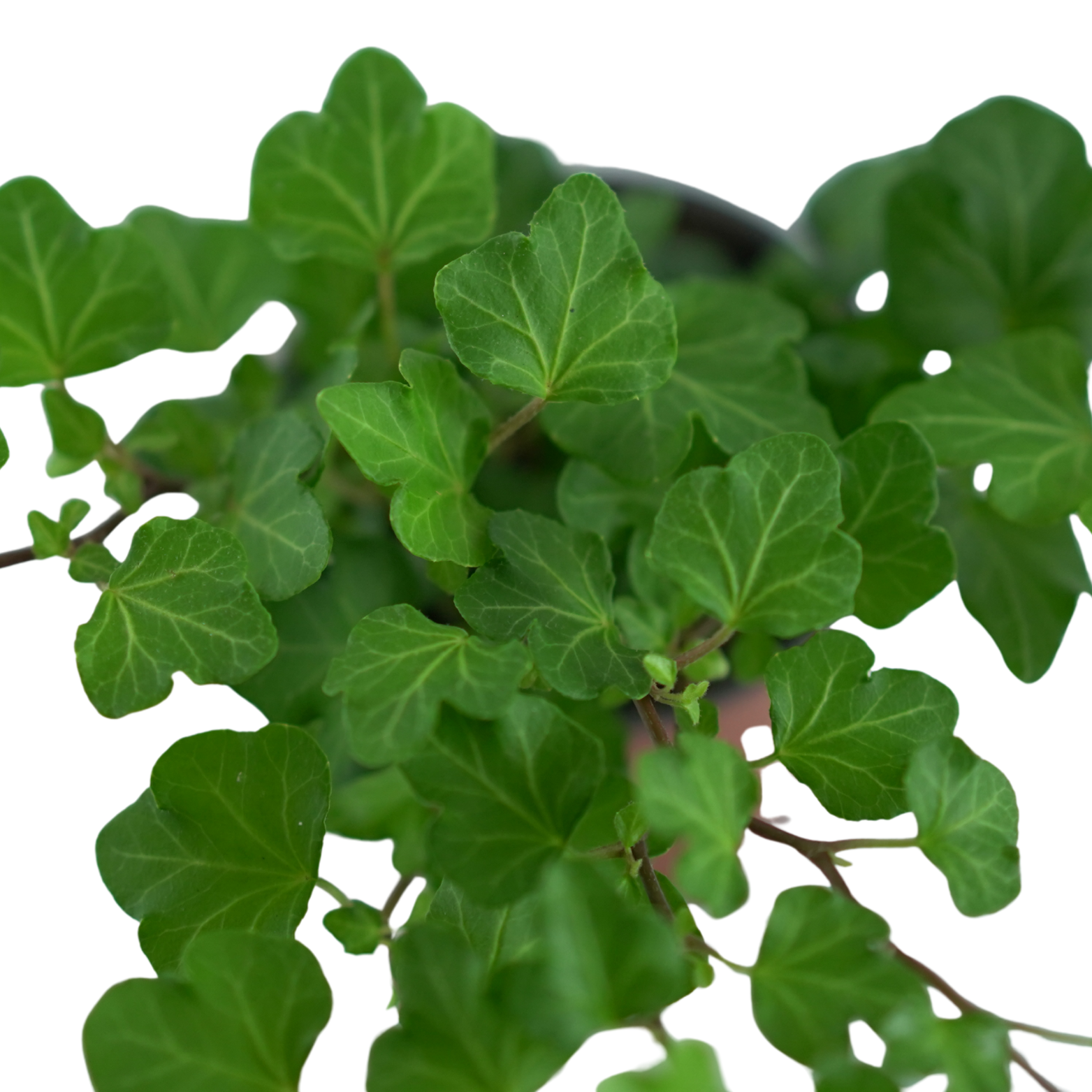 Hedera helix 'Wonder' Bluszcz pospolity
