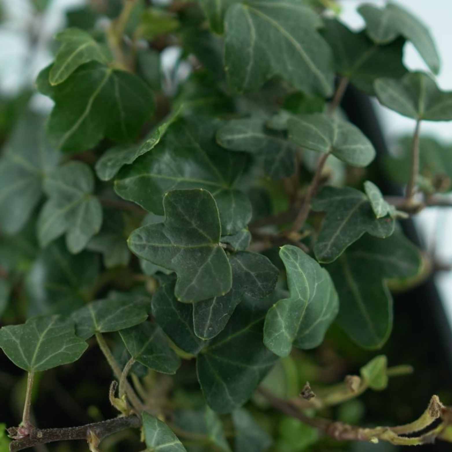 HEDERA HELIX 'Duck Foot' Bluszcz pospolity