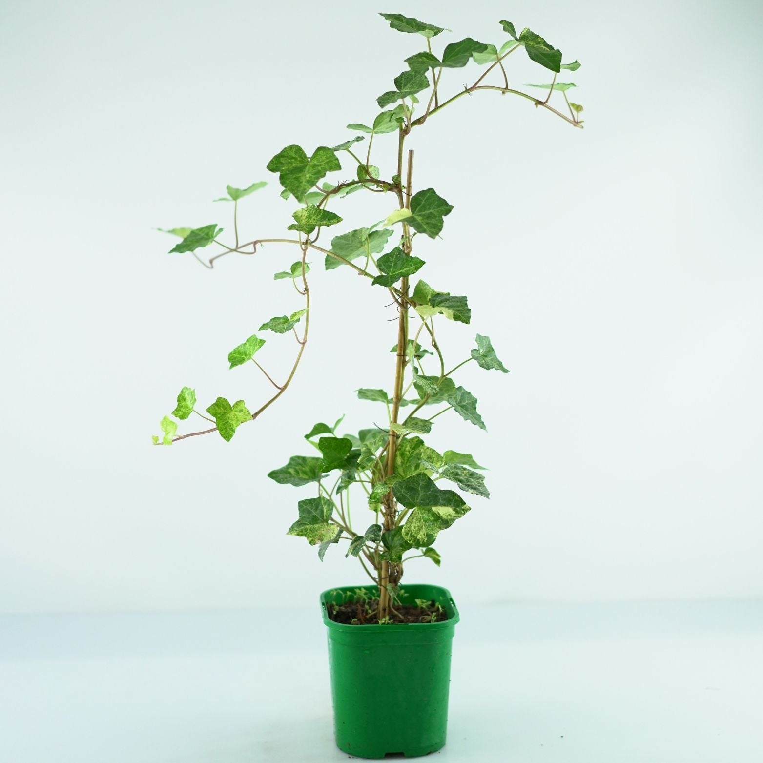 HEDERA HELIX 'Profesor Seneta' Bluszcz pospolity