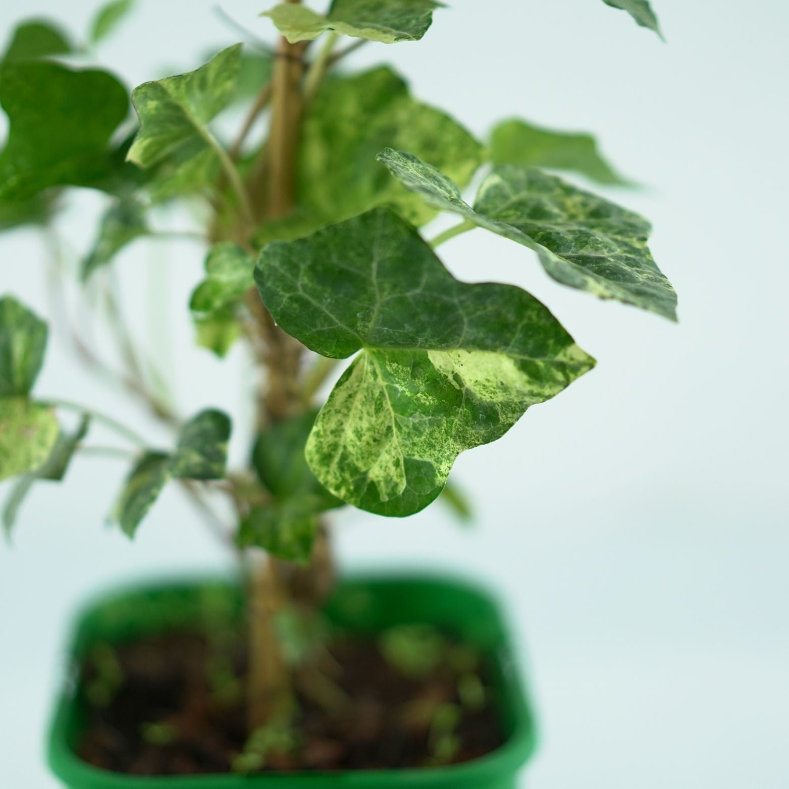 HEDERA HELIX 'Profesor Seneta' Bluszcz pospolity